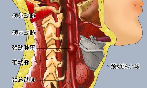 抗性糊精对减肥瘦身的作用-抗性糊精对身体健康有影响吗专区_抗性糊精的成份是什么专区_-2抗性糊精作用与功效网